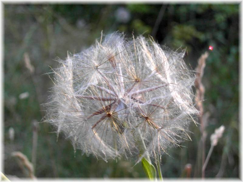 Seed heads.