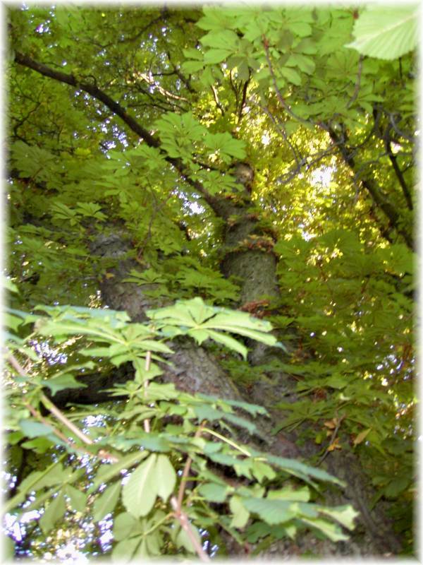 Horse Chestnut tree.