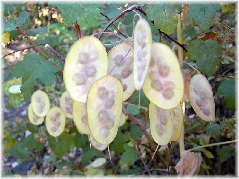 Money Plant pods.