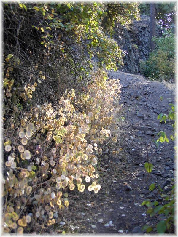 Path to Cliff Drive.
