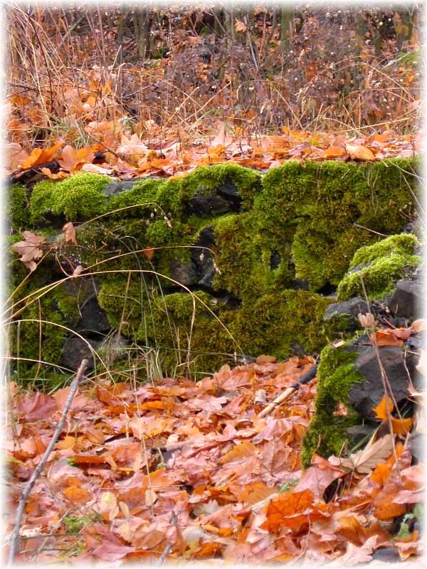 Mossy old wall.