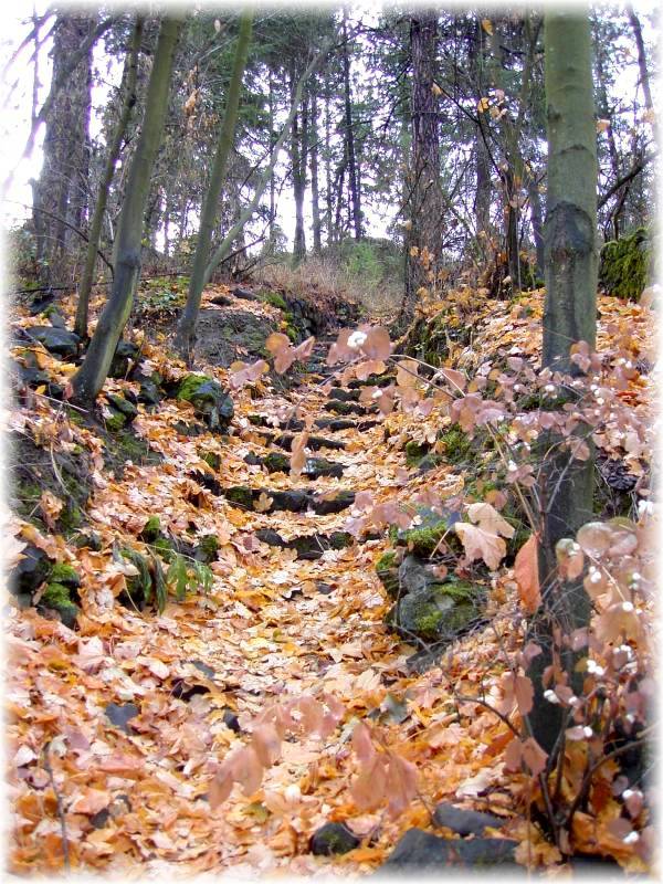 Old staircase with fall leaf cover.