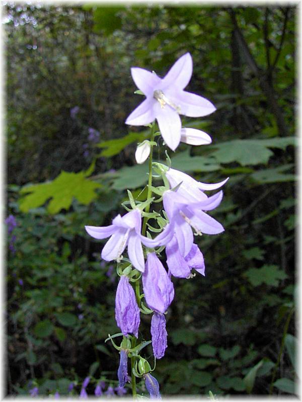 Purple flowers.