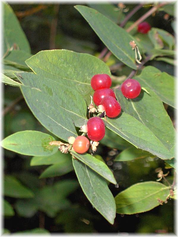 Service Berries.