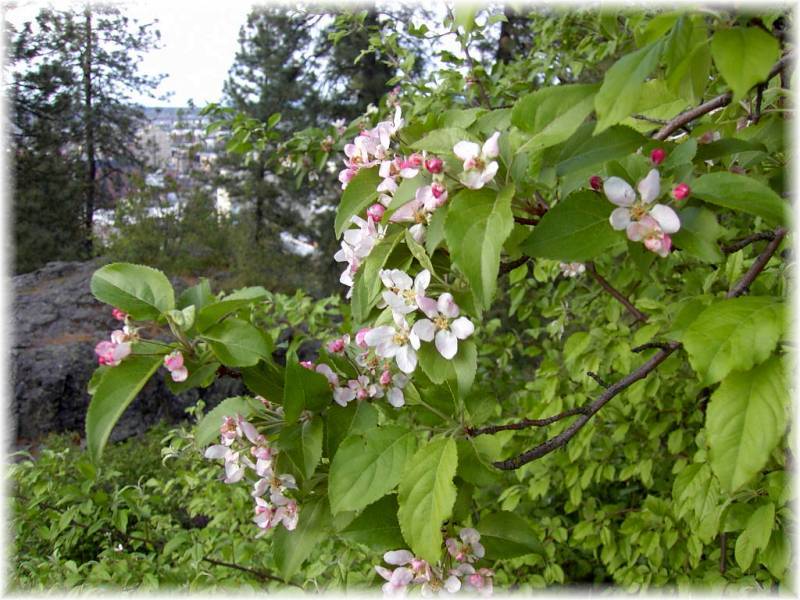 Apple blossoms from Cliff Drive.