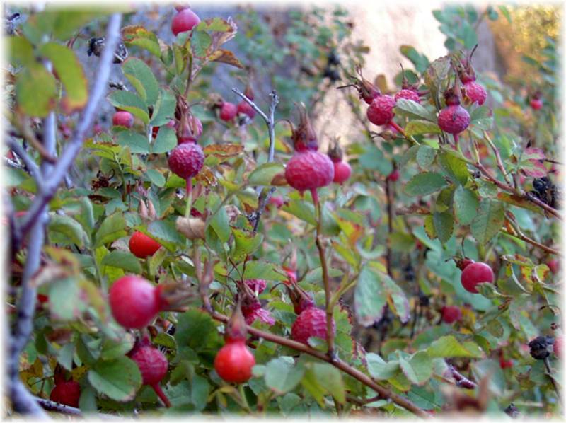 Red berries.