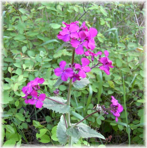 Purple Dame's Rocket flowers.