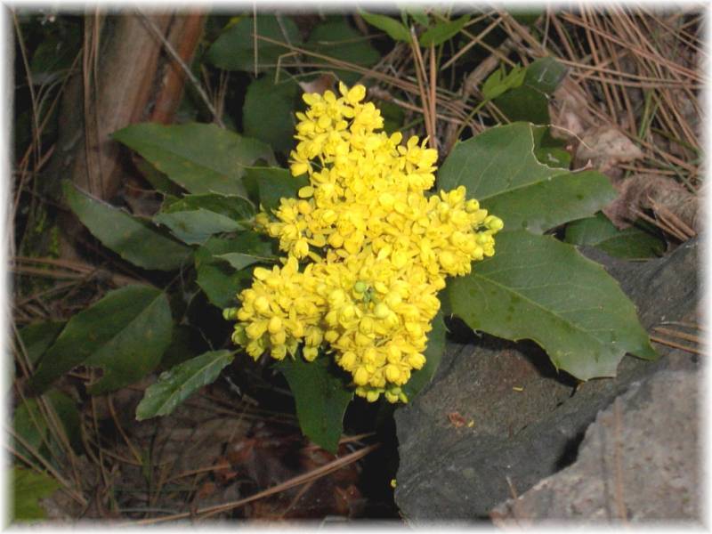 Oregon grape