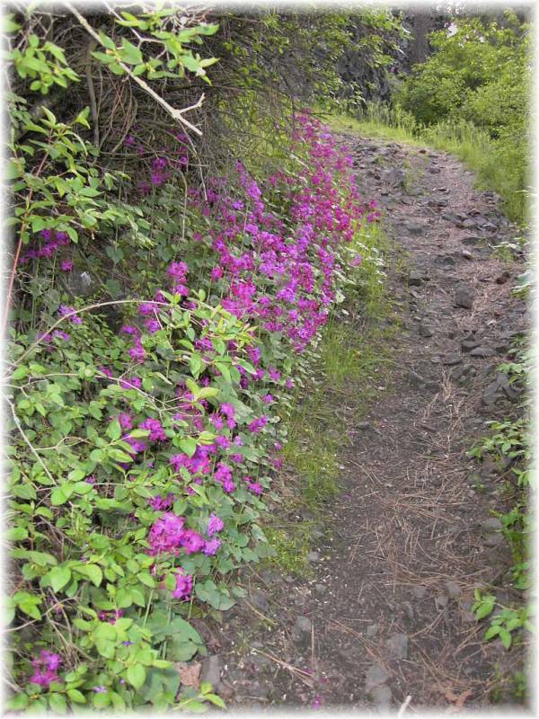 Path from the pond.