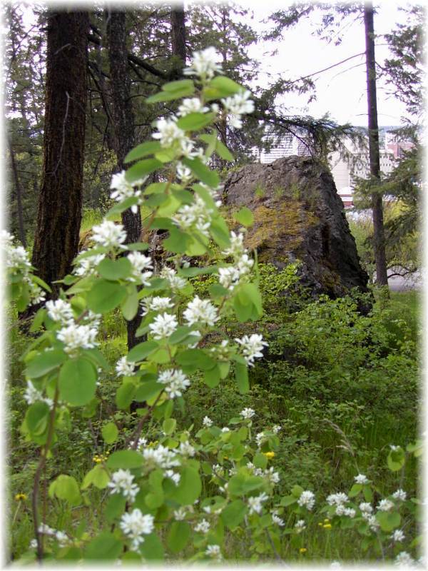 White serviceberry flowers and rock.