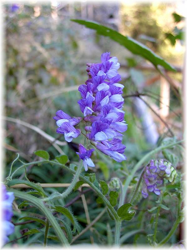 Tufted vetch.