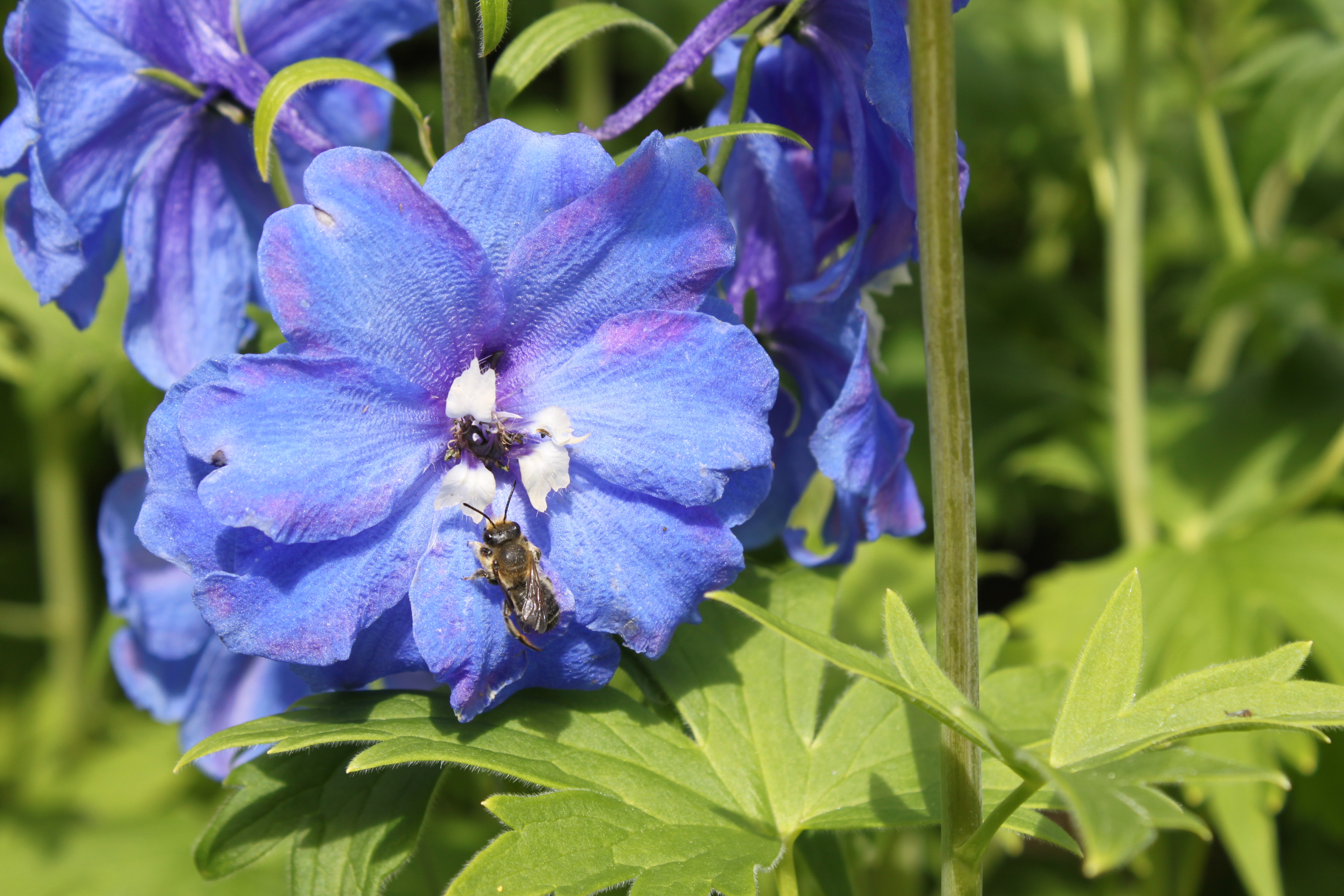 Monkshood
